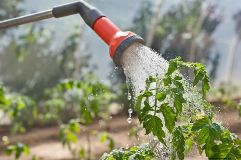 Verhindern Sie das Knacken von Tomaten:15 Expertentipps für glatte, perfekte Tomaten 