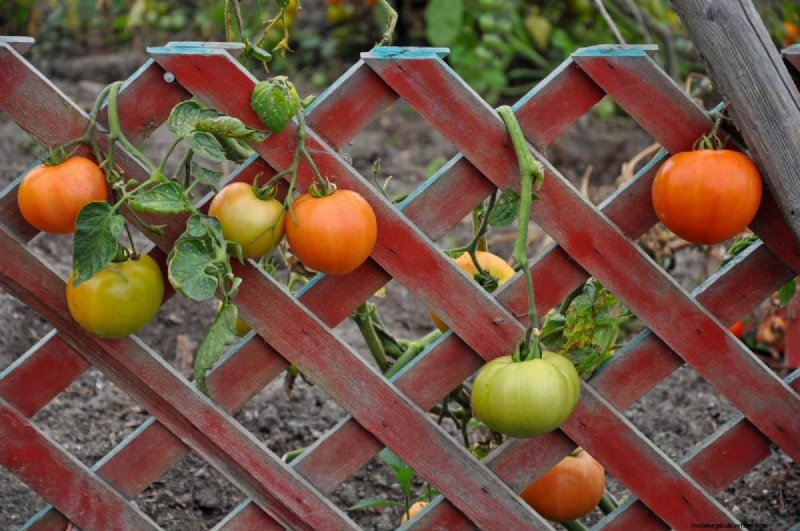 Verhindern Sie das Knacken von Tomaten:15 Expertentipps für glatte, perfekte Tomaten 