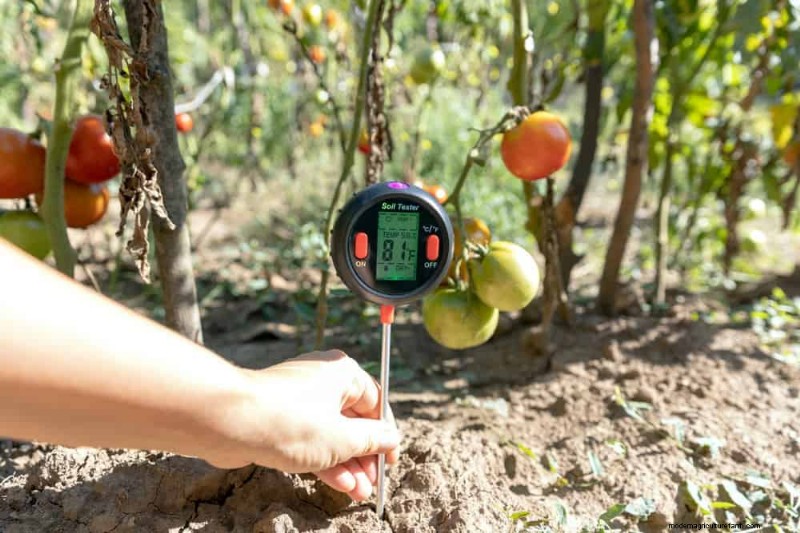 Verhindern Sie das Knacken von Tomaten:15 Expertentipps für glatte, perfekte Tomaten 