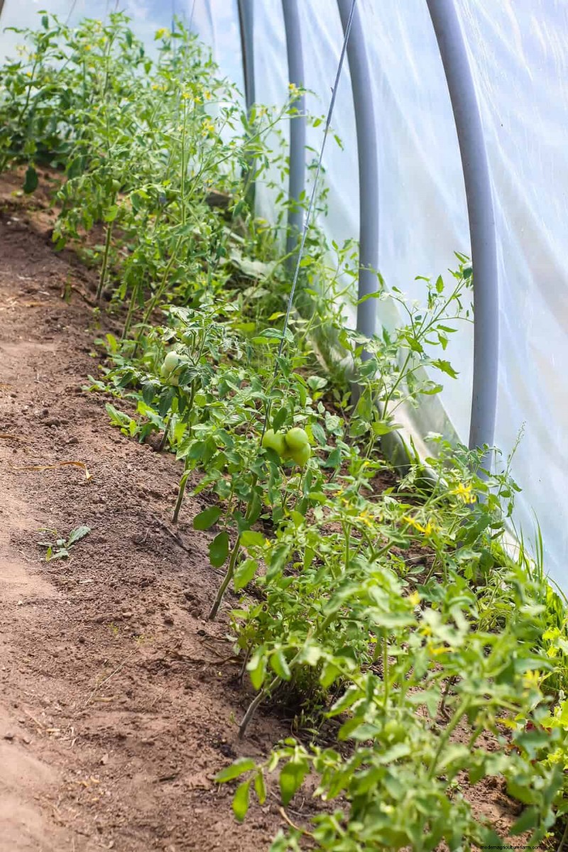 Verhindern Sie das Knacken von Tomaten:15 Expertentipps für glatte, perfekte Tomaten 