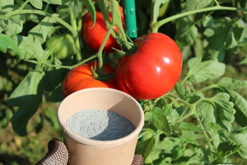 Verhindern Sie das Knacken von Tomaten:15 Expertentipps für glatte, perfekte Tomaten 