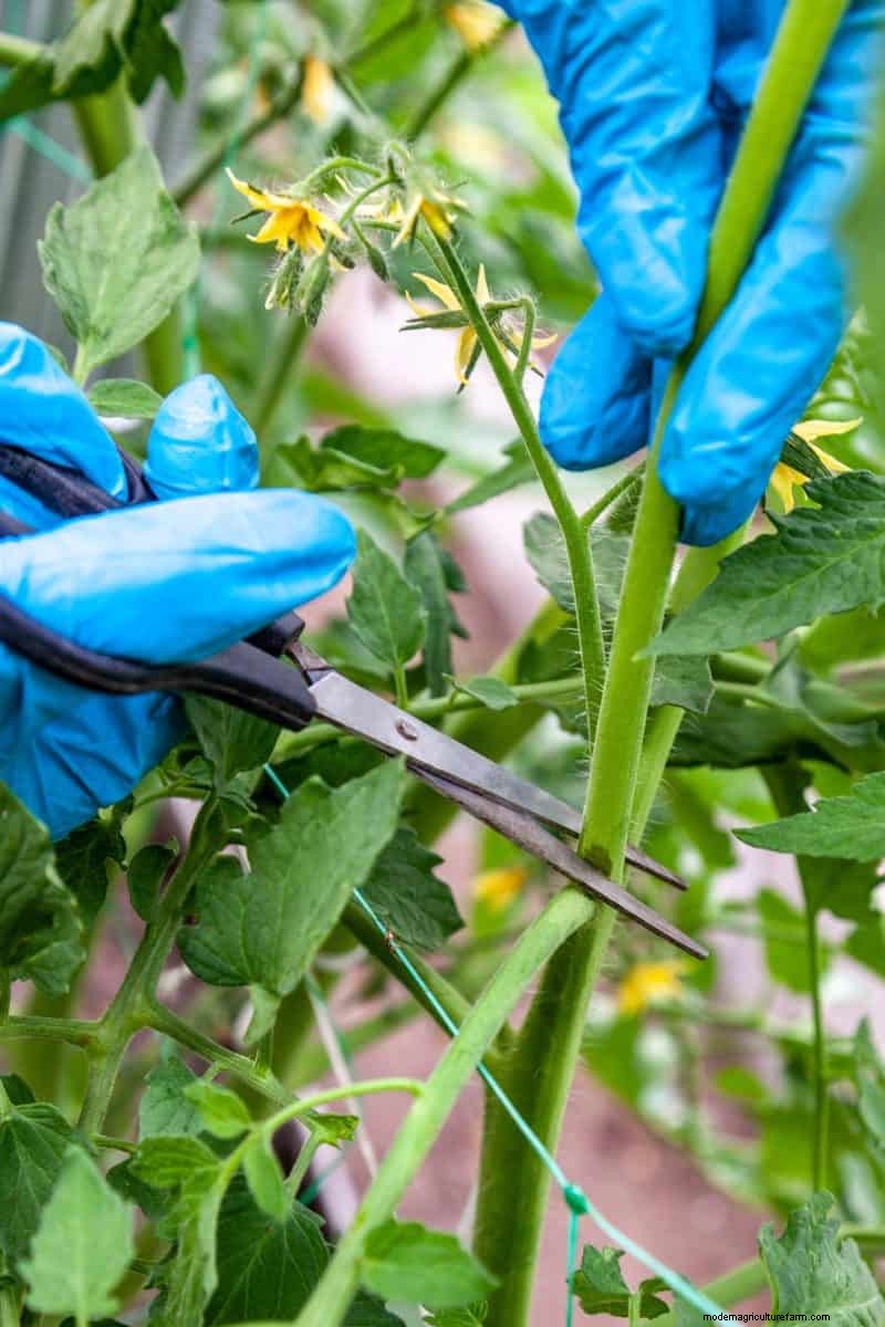 Verhindern Sie das Knacken von Tomaten:15 Expertentipps für glatte, perfekte Tomaten 