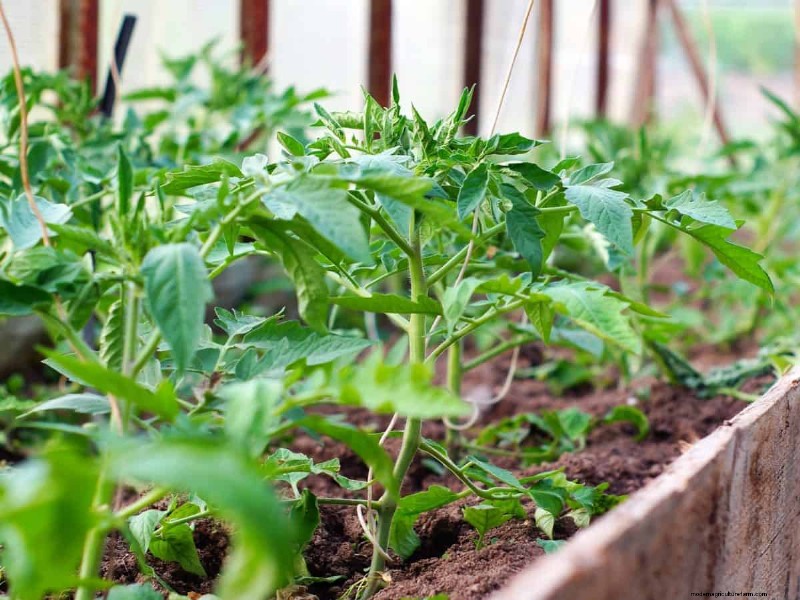 Verhindern Sie das Knacken von Tomaten:15 Expertentipps für glatte, perfekte Tomaten 