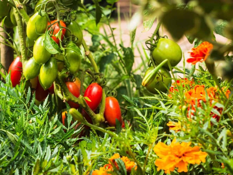 Verhindern Sie das Knacken von Tomaten:15 Expertentipps für glatte, perfekte Tomaten 