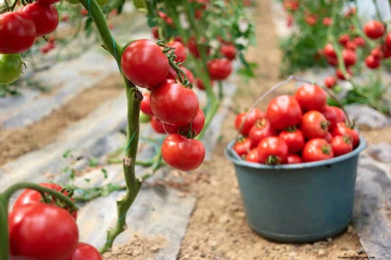 Verhindern Sie das Knacken von Tomaten:15 Expertentipps für glatte, perfekte Tomaten 