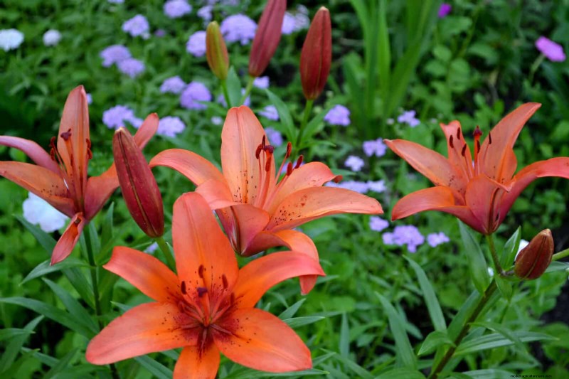 Geurige zomerbloemen:creëer een avondtuinoase 