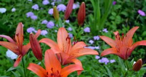 Fiori estivi profumati:crea un oasi da giardino serale 