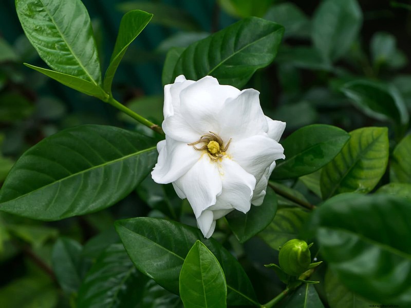 Geurige zomerbloemen:creëer een avondtuinoase 