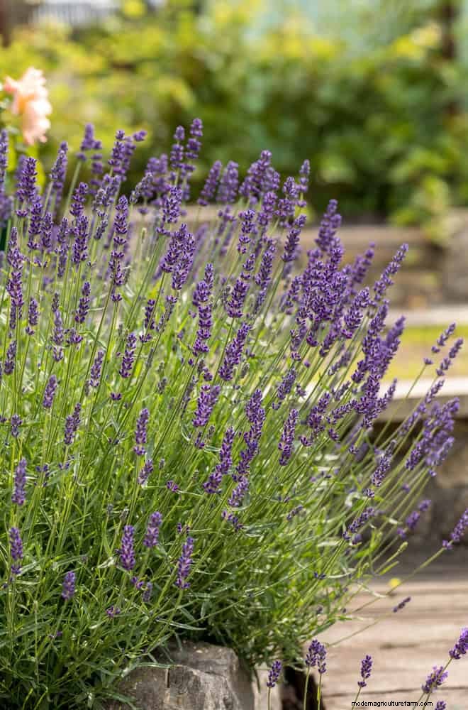 Geurige zomerbloemen:creëer een avondtuinoase 