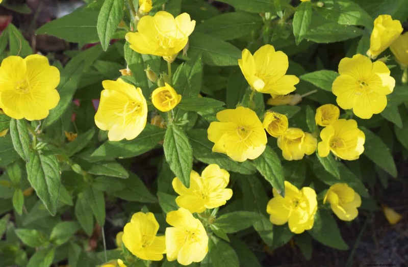 Geurige zomerbloemen:creëer een avondtuinoase 