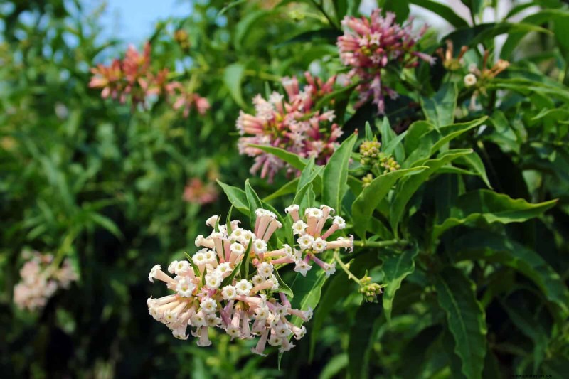 Geurige zomerbloemen:creëer een avondtuinoase 