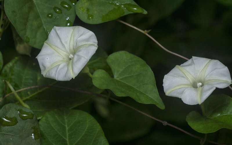 Geurige zomerbloemen:creëer een avondtuinoase 