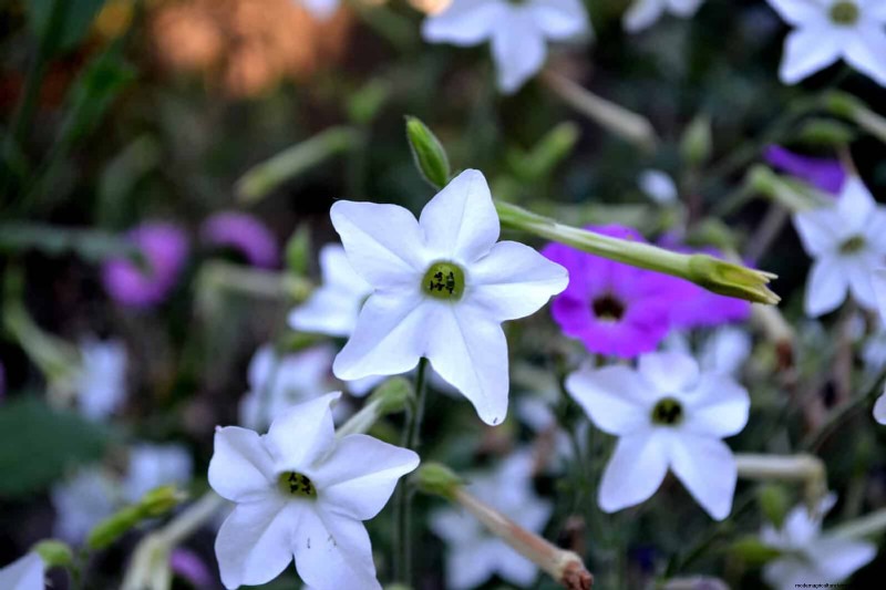 Geurige zomerbloemen:creëer een avondtuinoase 