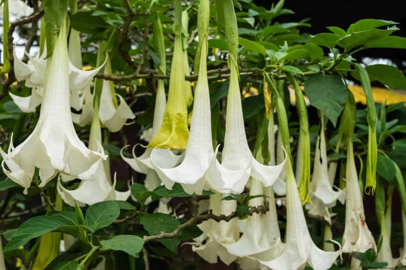Geurige zomerbloemen:creëer een avondtuinoase 