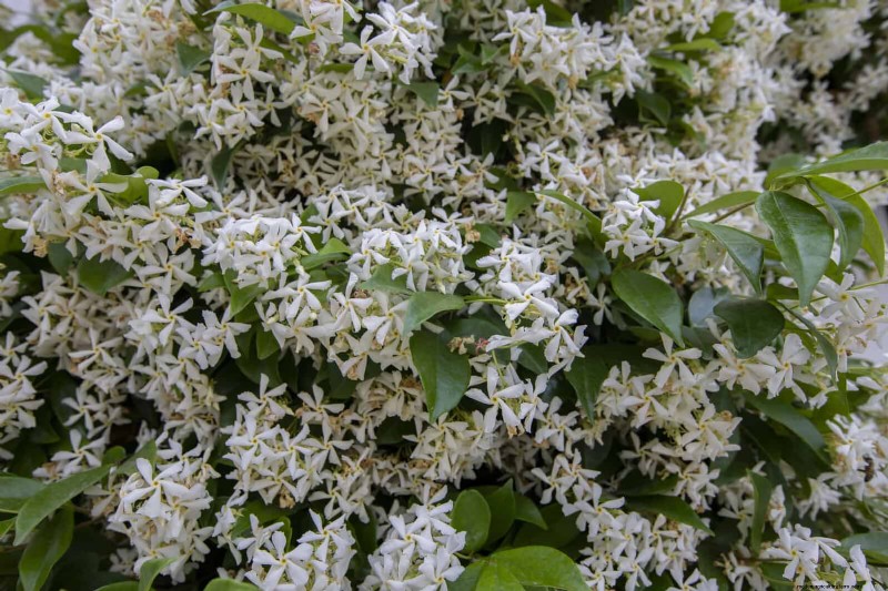 Geurige zomerbloemen:creëer een avondtuinoase 