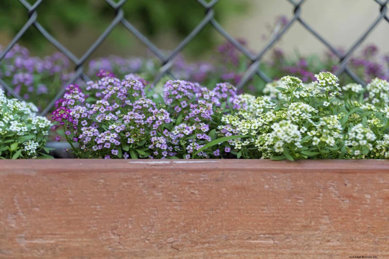 Geurige zomerbloemen:creëer een avondtuinoase 
