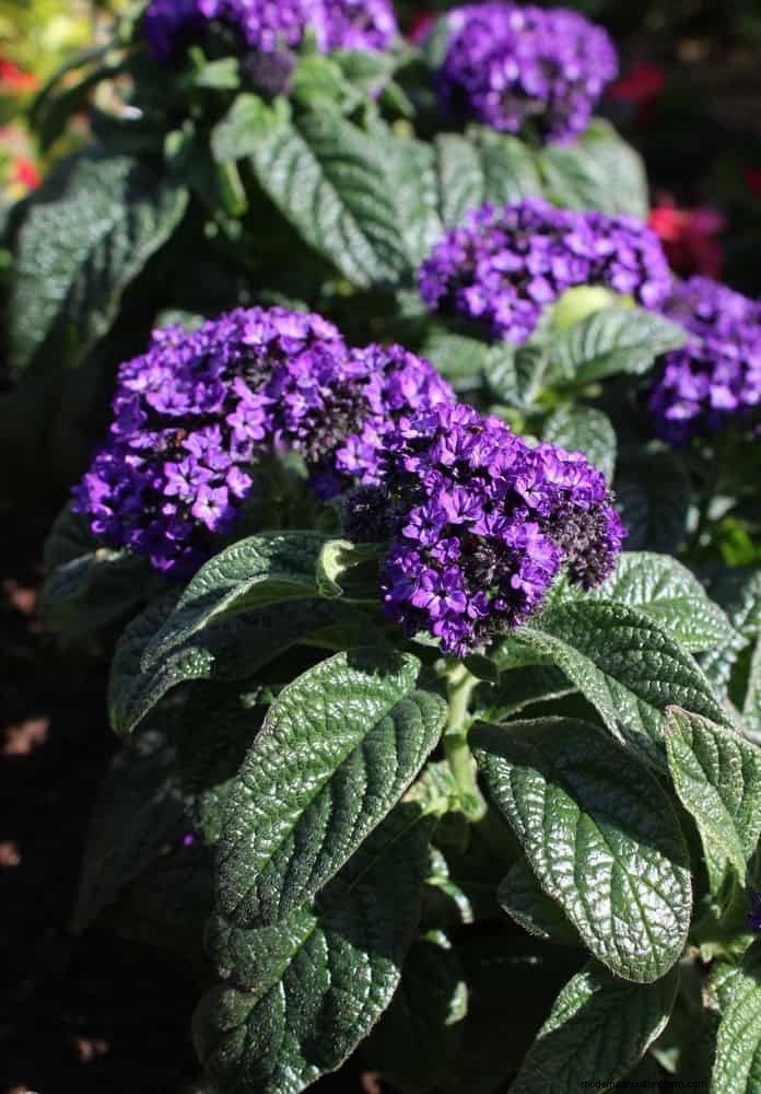 Geurige zomerbloemen:creëer een avondtuinoase 