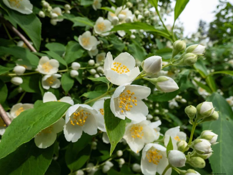 Geurige zomerbloemen:creëer een avondtuinoase 