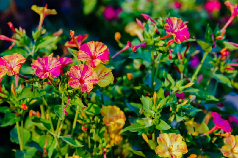 Geurige zomerbloemen:creëer een avondtuinoase 