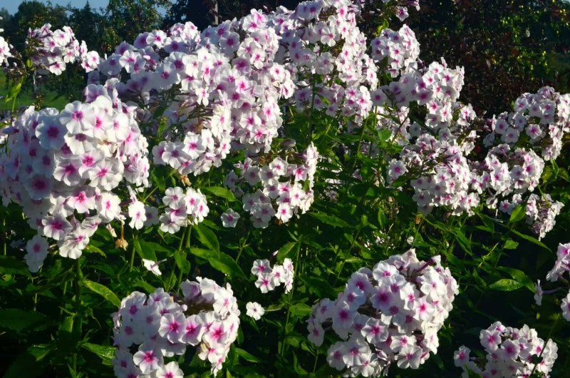 Geurige zomerbloemen:creëer een avondtuinoase 