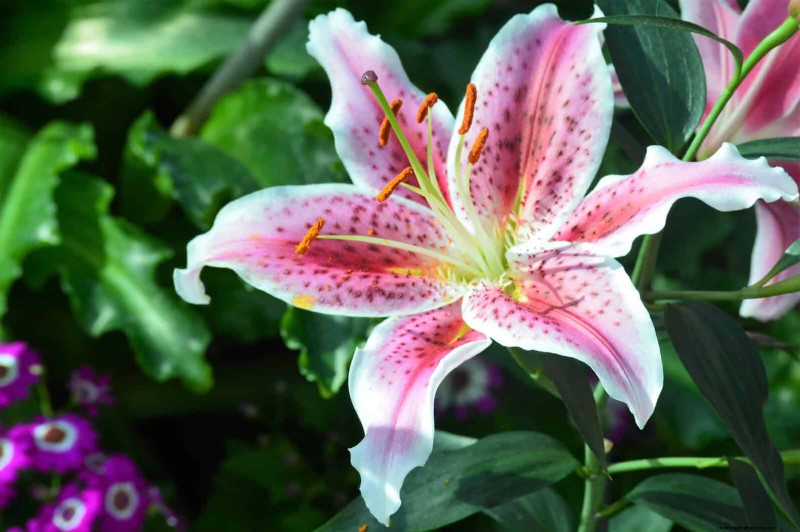 Geurige zomerbloemen:creëer een avondtuinoase 