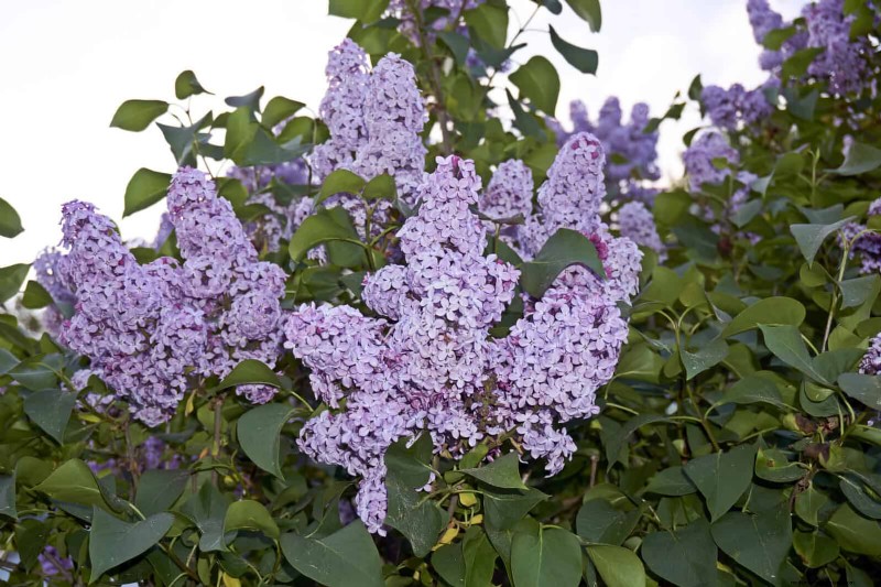 Geurige zomerbloemen:creëer een avondtuinoase 