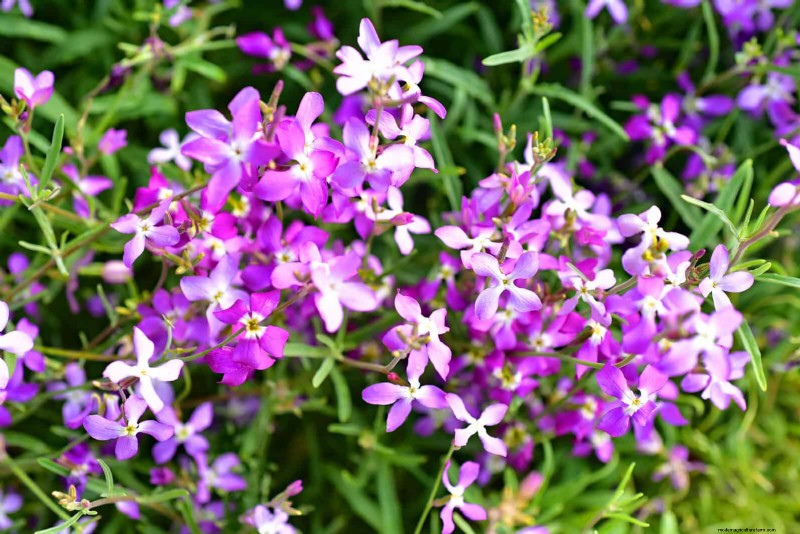 Geurige zomerbloemen:creëer een avondtuinoase 