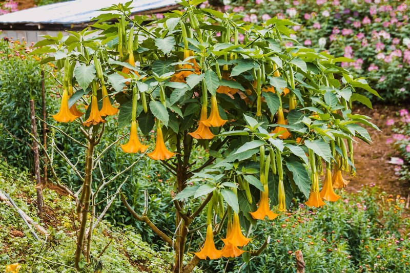 Geurige zomerbloemen:creëer een avondtuinoase 