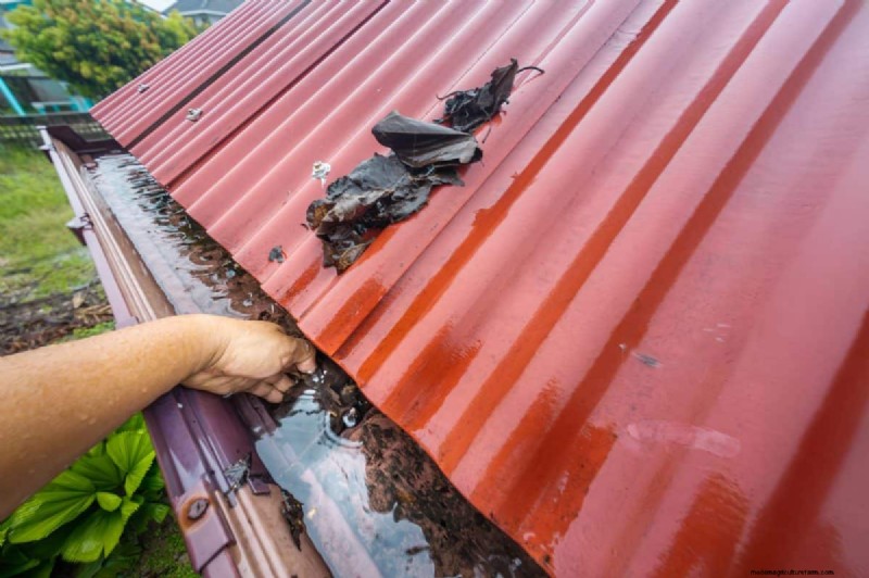 Muggenmagneet:13 achtertuinfuncties en eenvoudige oplossingen 