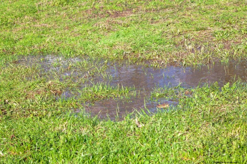 Muggenmagneet:13 achtertuinfuncties en eenvoudige oplossingen 