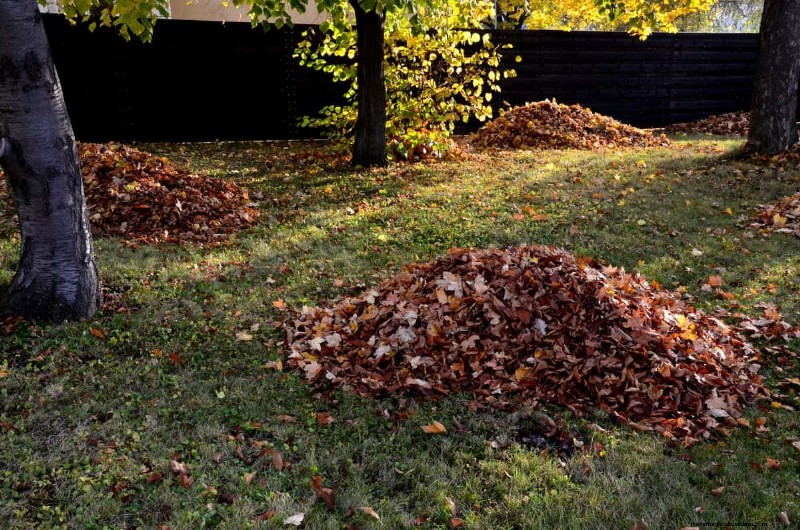 Muggenmagneet:13 achtertuinfuncties en eenvoudige oplossingen 
