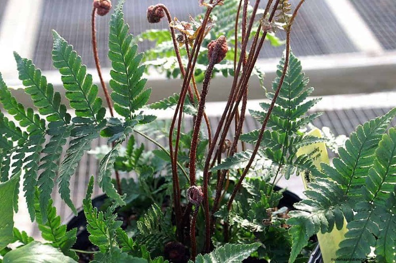 Farne im Landschaftsdesign:12 moderne und mutige Ideen 