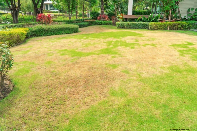 Reviva su césped:14 trucos de rescate de finales de verano para un jardín de otoño saludable 