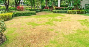 Reviva su césped:14 trucos de rescate de finales de verano para un jardín de otoño saludable 