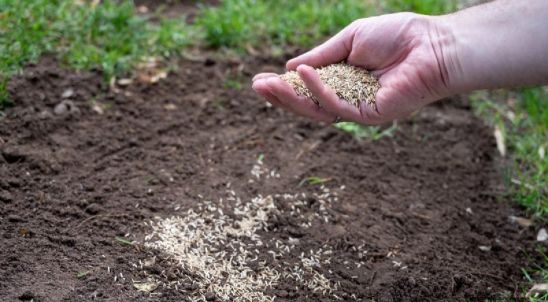 Reviva su césped:14 trucos de rescate de finales de verano para un jardín de otoño saludable 
