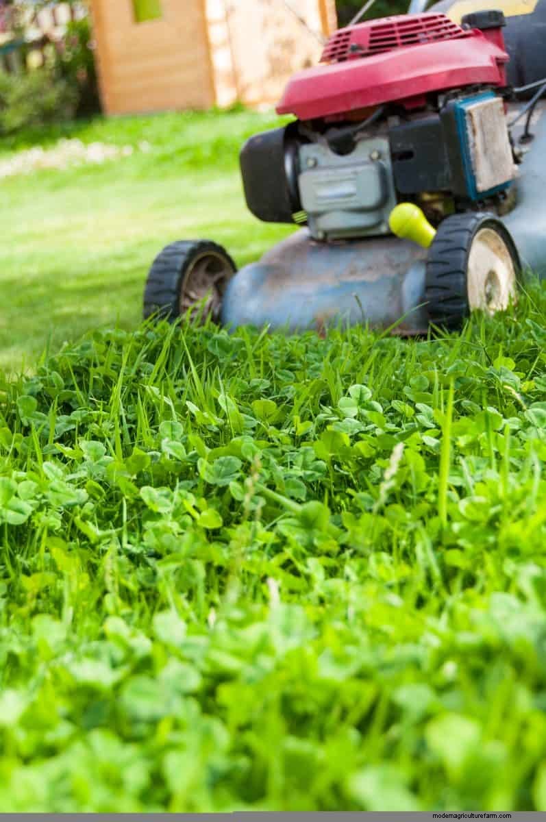 Reviva su césped:14 trucos de rescate de finales de verano para un jardín de otoño saludable 