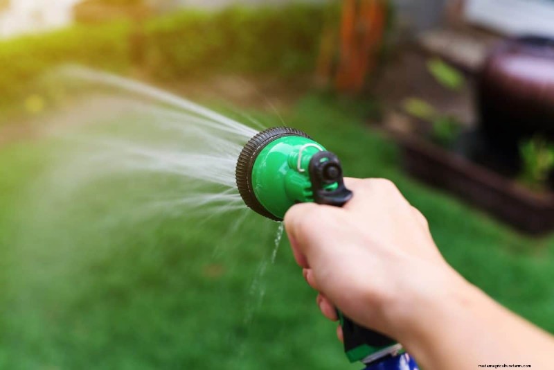 Reviva su césped:14 trucos de rescate de finales de verano para un jardín de otoño saludable 
