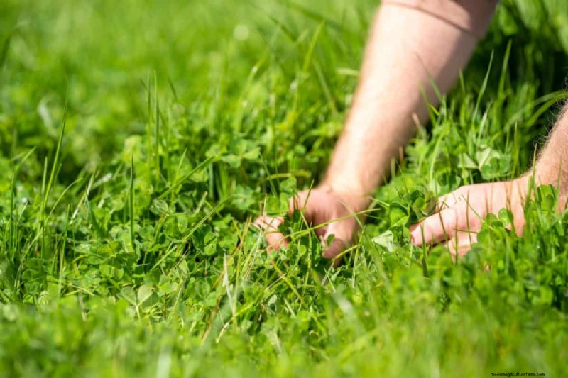 Reviva su césped:14 trucos de rescate de finales de verano para un jardín de otoño saludable 