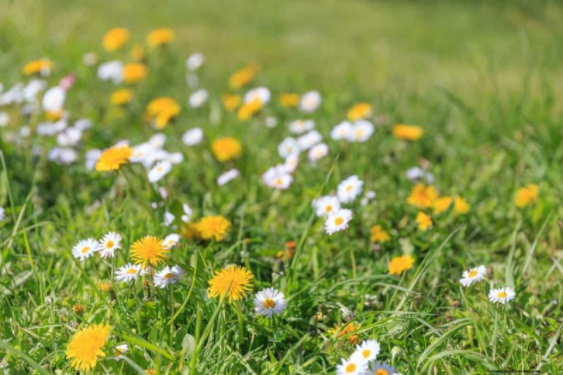 Reviva su césped:14 trucos de rescate de finales de verano para un jardín de otoño saludable 