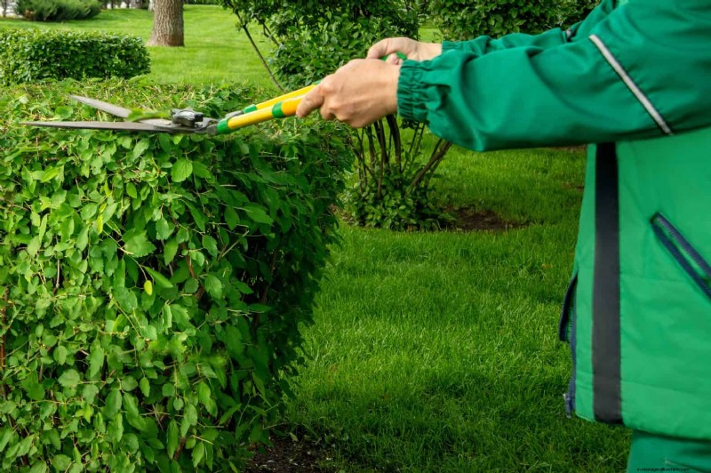 Reviva su césped:14 trucos de rescate de finales de verano para un jardín de otoño saludable 