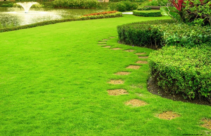 Reviva su césped:14 trucos de rescate de finales de verano para un jardín de otoño saludable 