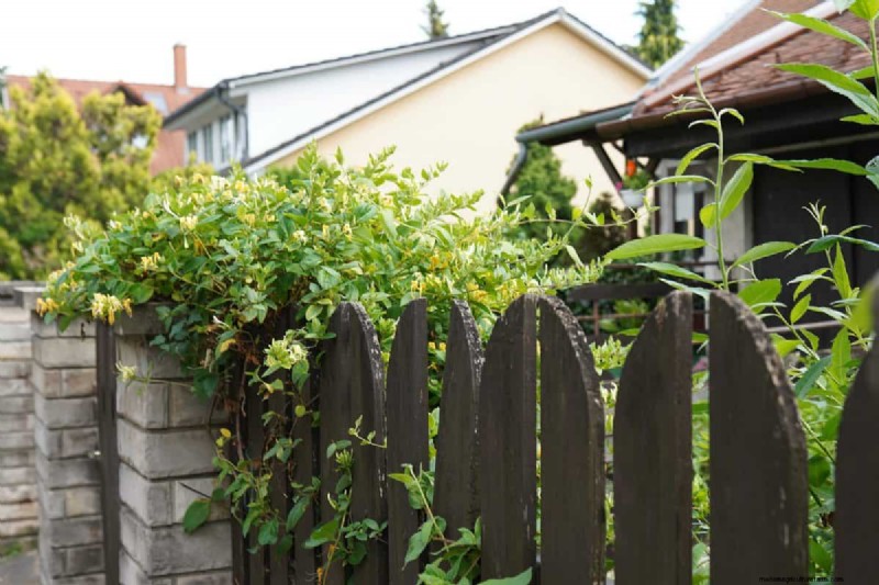 Entfernen invasiver Pflanzen, die Grundstücksgrenzen überschreiten:Ihre gesetzlichen Rechte 