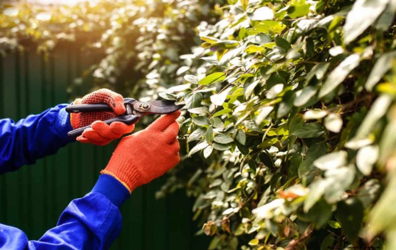 Entfernen invasiver Pflanzen, die Grundstücksgrenzen überschreiten:Ihre gesetzlichen Rechte 