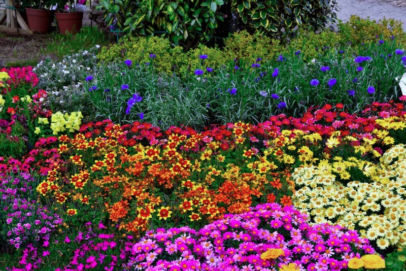 Bulbos perennes de verano:19 variedades para floraciones continuas 