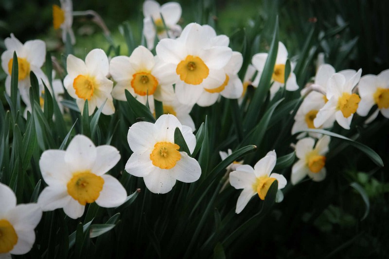 Bulbos perennes de verano:19 variedades para floraciones continuas 