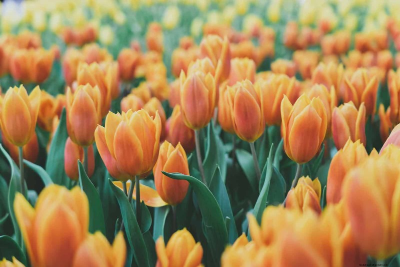 Bulbos perennes de verano:19 variedades para floraciones continuas 