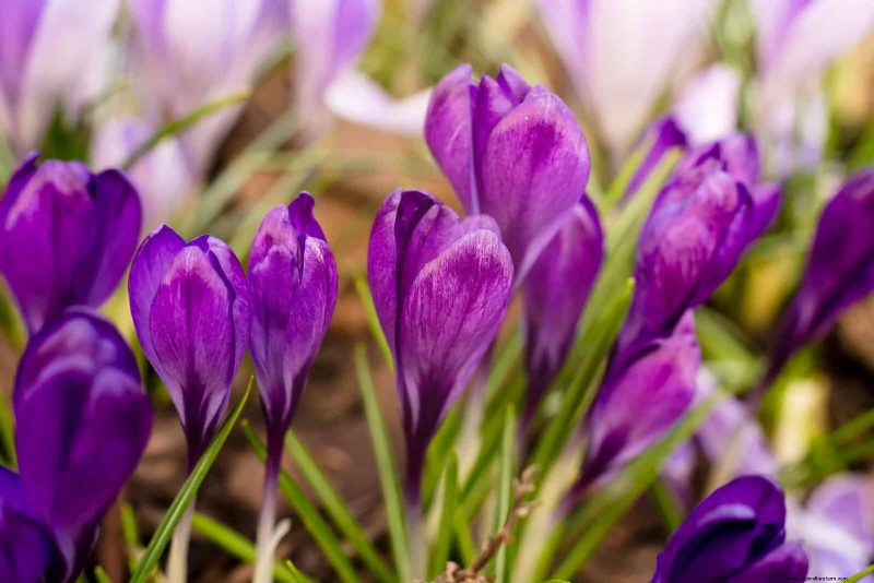 Bulbos perennes de verano:19 variedades para floraciones continuas 