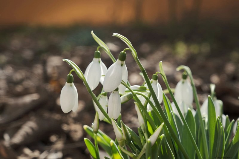 Bulbos perennes de verano:19 variedades para floraciones continuas 