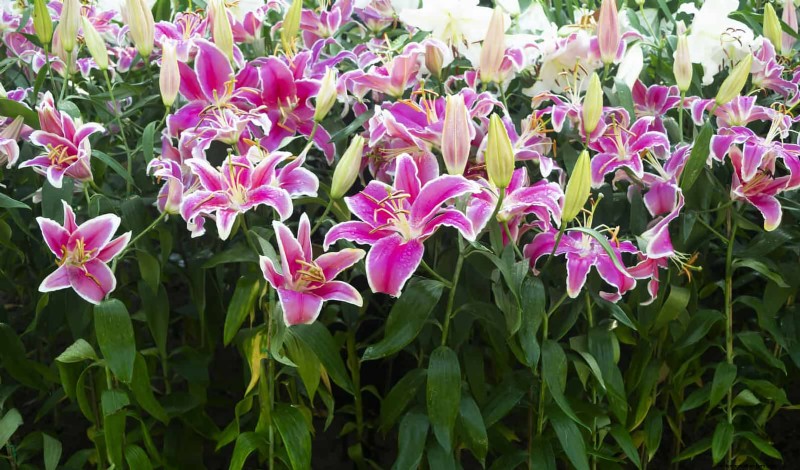 Bulbos perennes de verano:19 variedades para floraciones continuas 