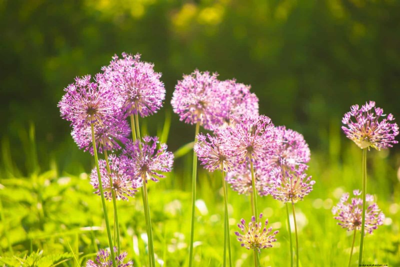 Bulbos perennes de verano:19 variedades para floraciones continuas 